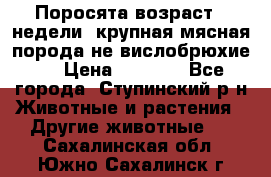 Поросята возраст 4 недели, крупная мясная порода(не вислобрюхие ) › Цена ­ 4 000 - Все города, Ступинский р-н Животные и растения » Другие животные   . Сахалинская обл.,Южно-Сахалинск г.